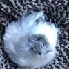 alison_lafek